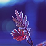 MG 6763 150x150 Novemberdays.