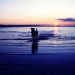 R.I.P Oscar, my beautiful Airedale. 281962 2167931232039 1059421623 2496638 2968706 n 150x150 R.I.P Oscar, my beautiful Airedale.