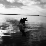 R.I.P Oscar, my beautiful Airedale. 283948 2138370093029 1059421623 2452462 69670 n 150x150 R.I.P Oscar, my beautiful Airedale.