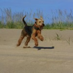 R.I.P Oscar, my beautiful Airedale. 28825 409261965888 131001875888 4277708 5369683 n 150x150 R.I.P Oscar, my beautiful Airedale.