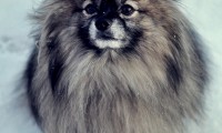 Kleinspitz, Fido
