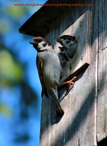 The Backyard Babybirds !